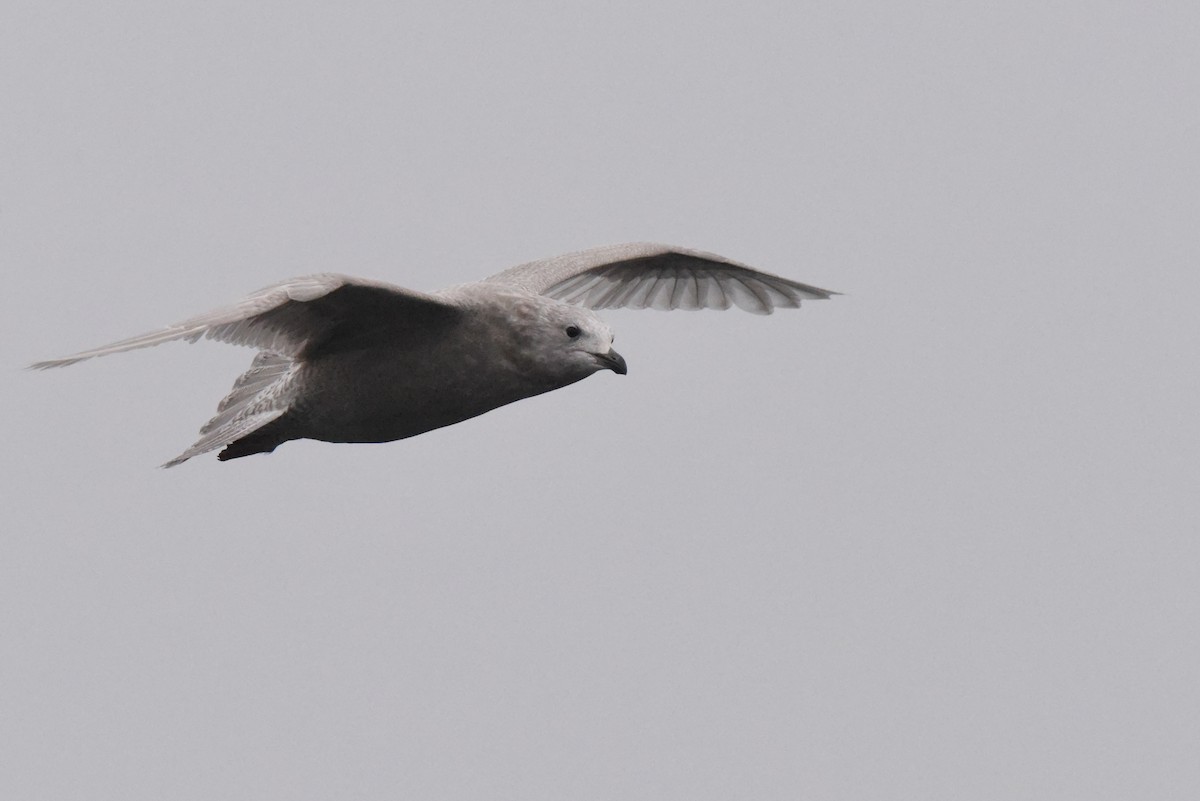 Iceland Gull (kumlieni) - ML646280088