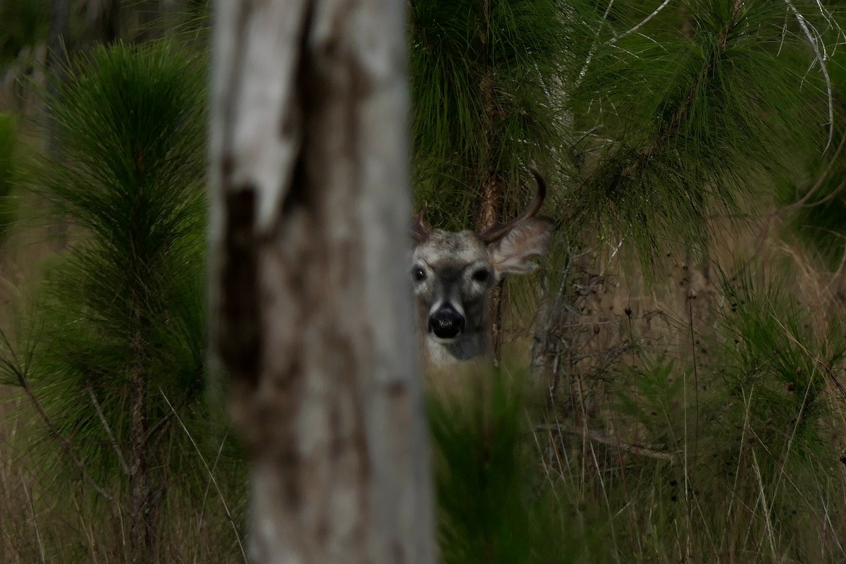 Animals - ML646280089