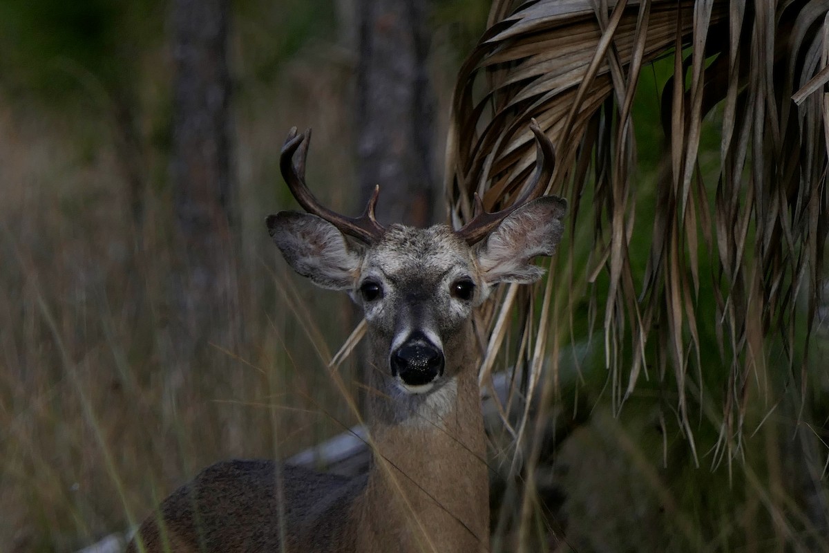 Animals - ML646280090