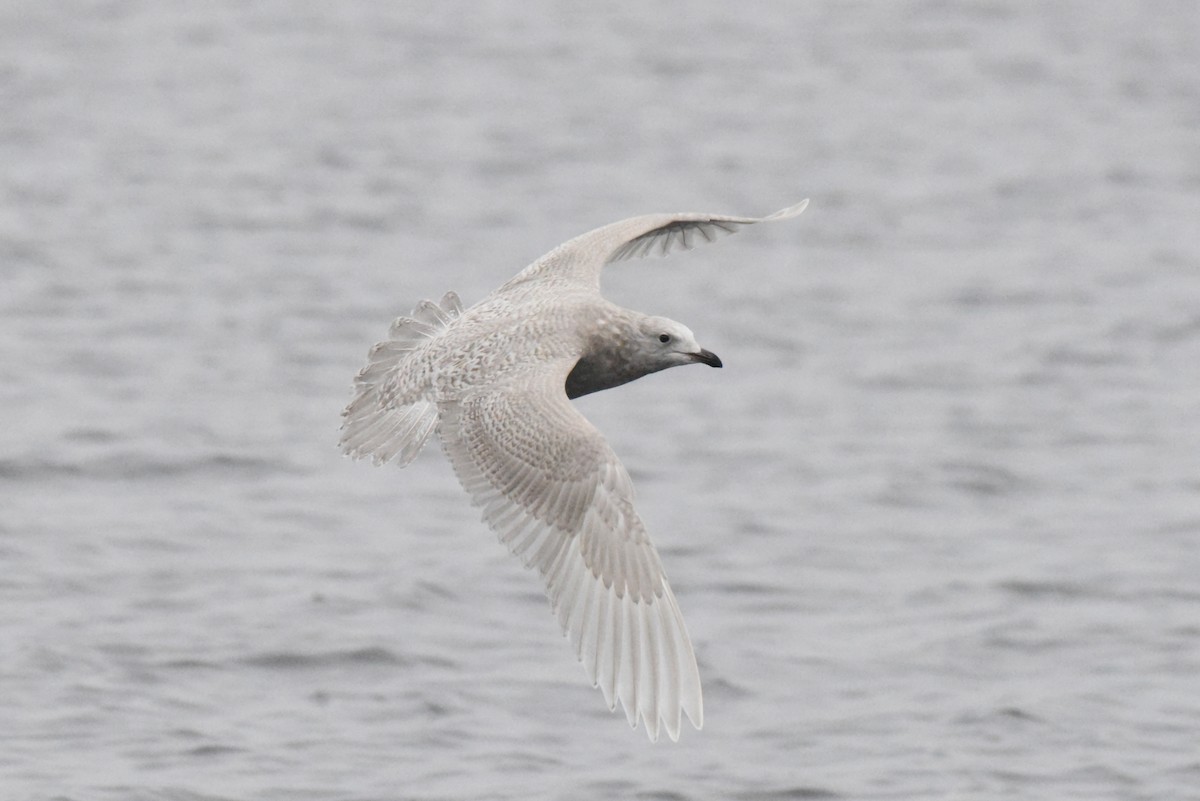 Iceland Gull (kumlieni) - ML646280091