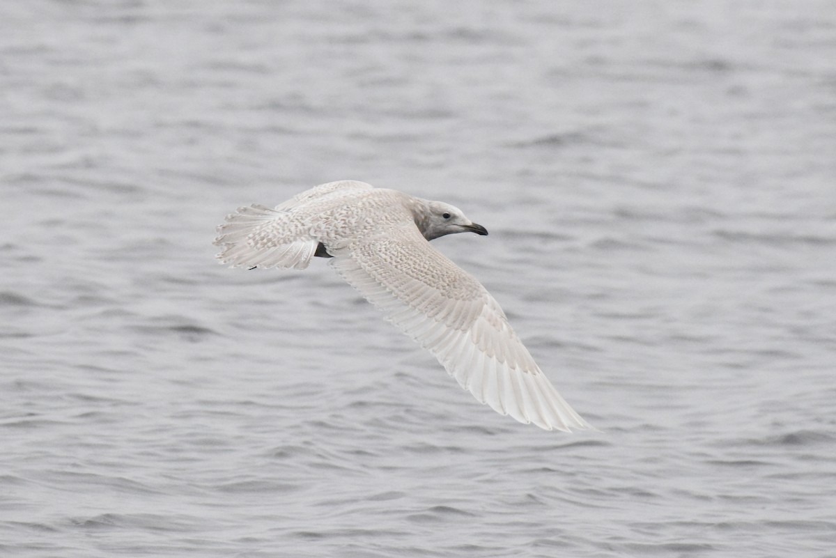 Iceland Gull (kumlieni) - ML646280092