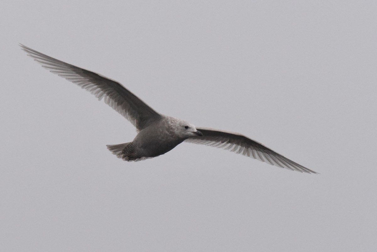 Iceland Gull (kumlieni) - ML646280093