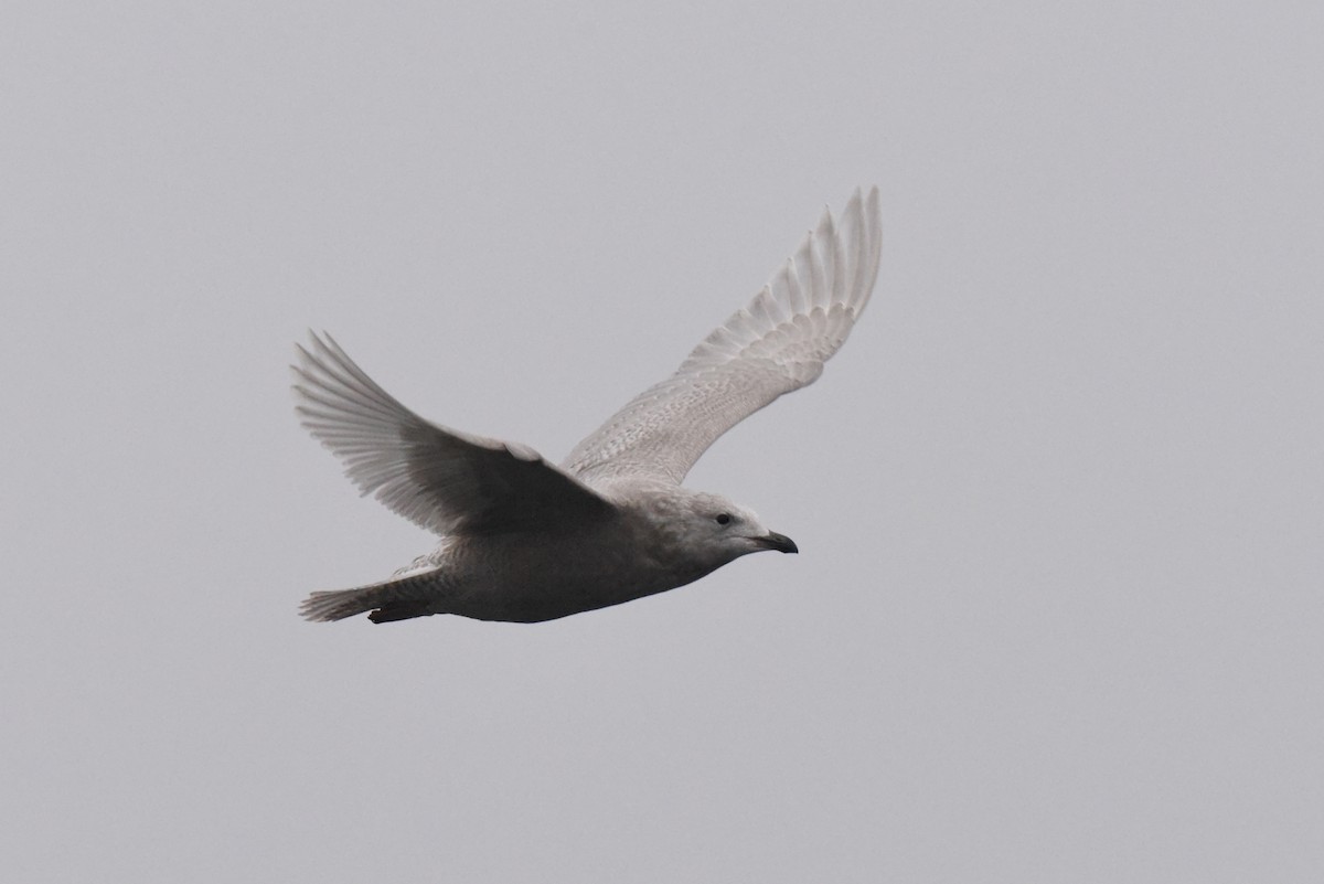 Iceland Gull (kumlieni) - ML646280094