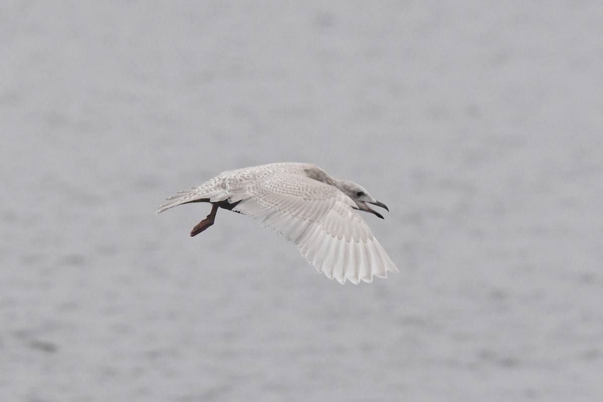 Iceland Gull (kumlieni) - ML646280095