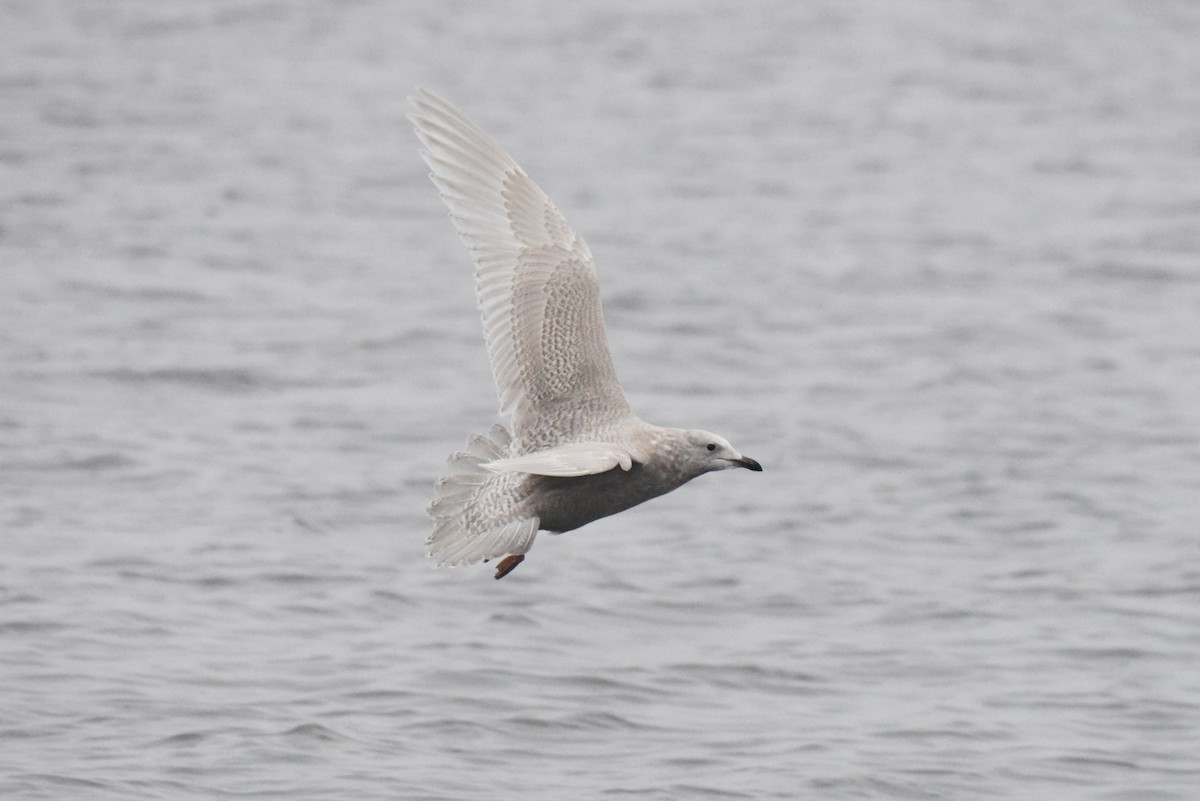 Iceland Gull (kumlieni) - ML646280096