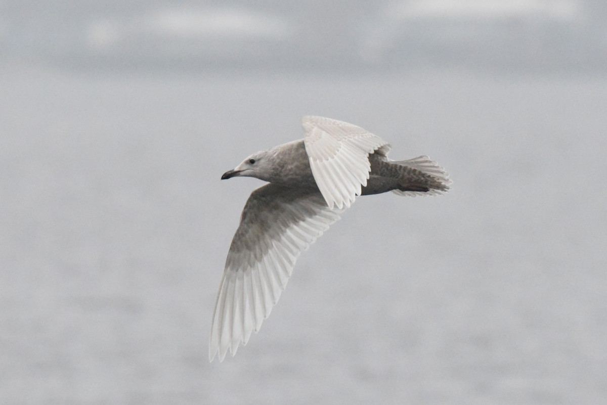 Iceland Gull (kumlieni) - ML646280097