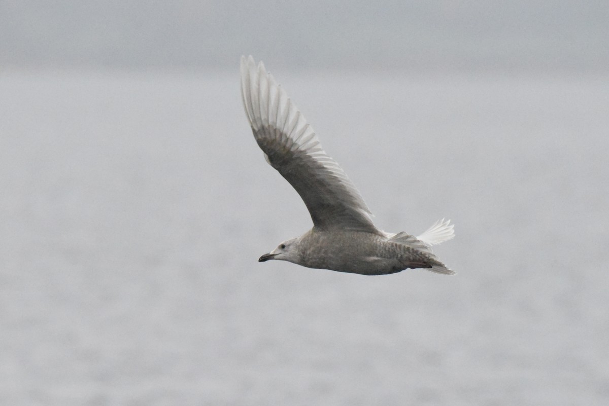 Iceland Gull (kumlieni) - ML646280098