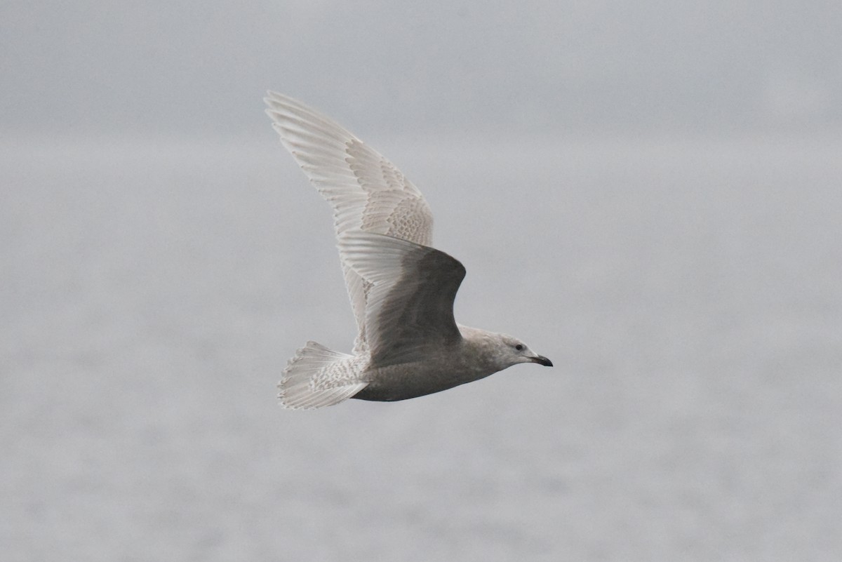 Iceland Gull (kumlieni) - ML646280099