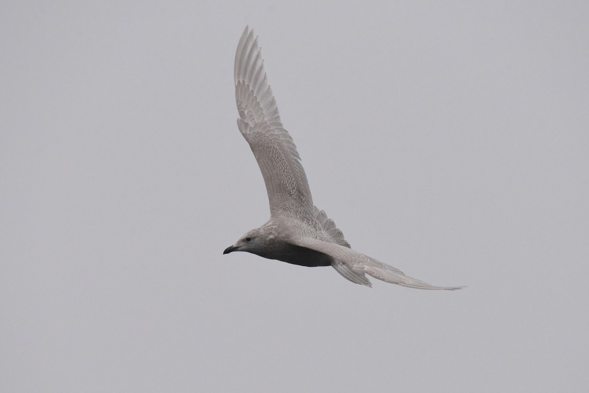 Iceland Gull (kumlieni) - ML646280100