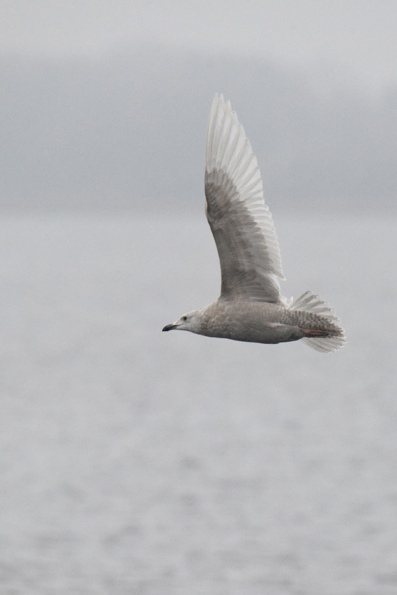 Iceland Gull (kumlieni) - ML646280101