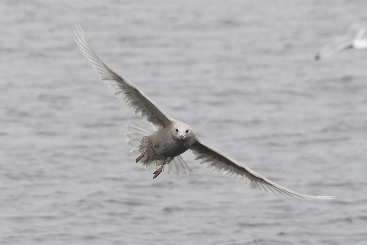 Iceland Gull (kumlieni) - ML646280102