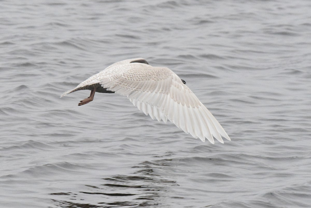 Iceland Gull (kumlieni) - ML646280103