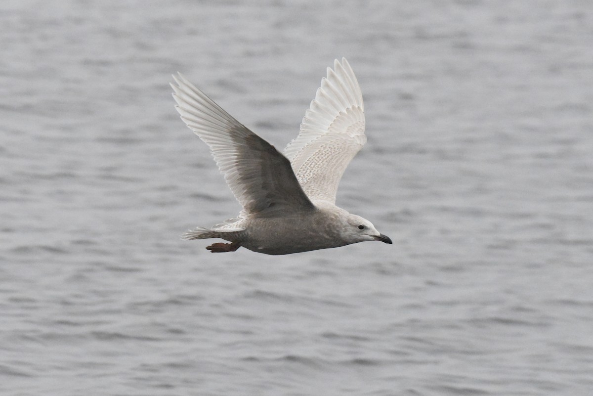 Iceland Gull (kumlieni) - ML646280104