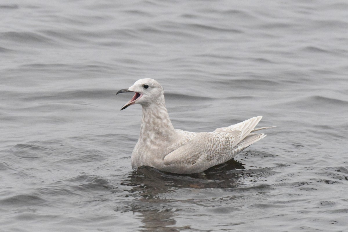Iceland Gull (kumlieni) - ML646280105