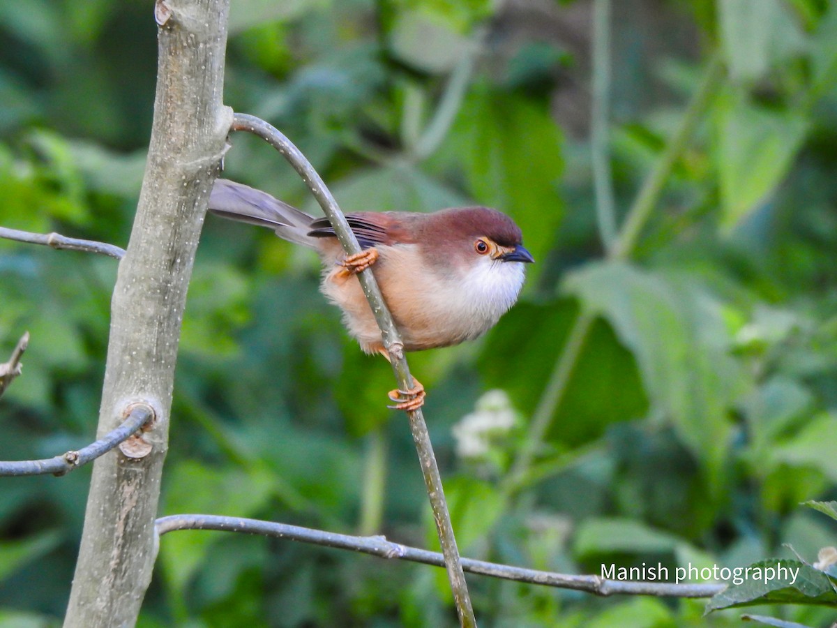 Yellow-eyed Babbler - ML646280108