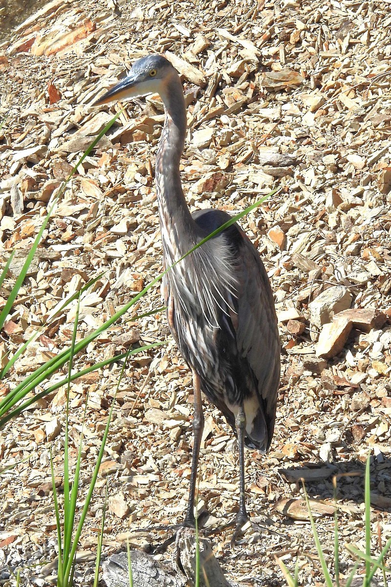 Great Blue Heron - ML646280111