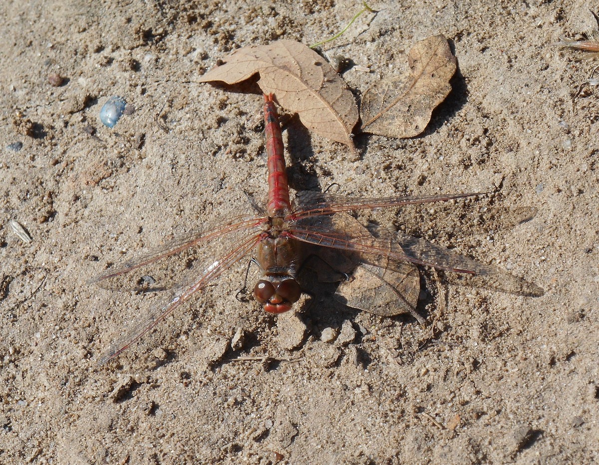 Variegated Meadowhawk - ML646280112