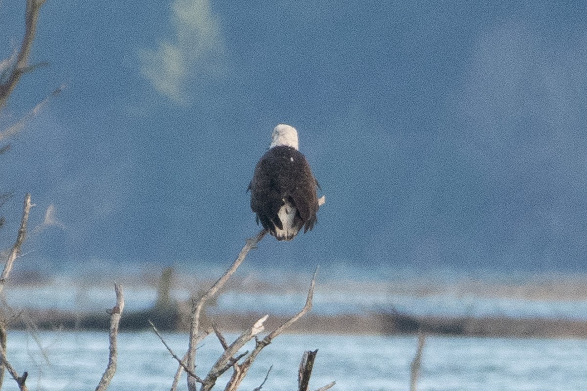 Pygargue à tête blanche - ML646280113
