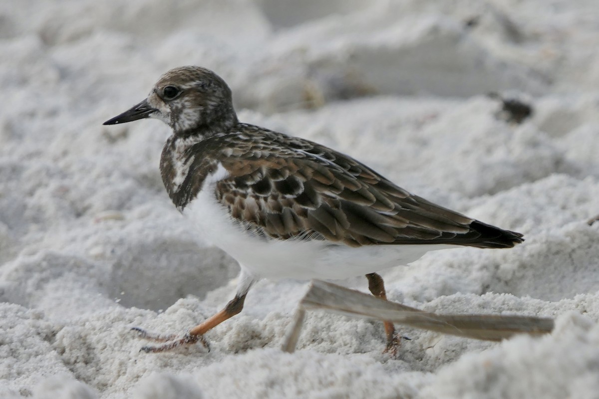 Ruddy Turnstone - ML646280133