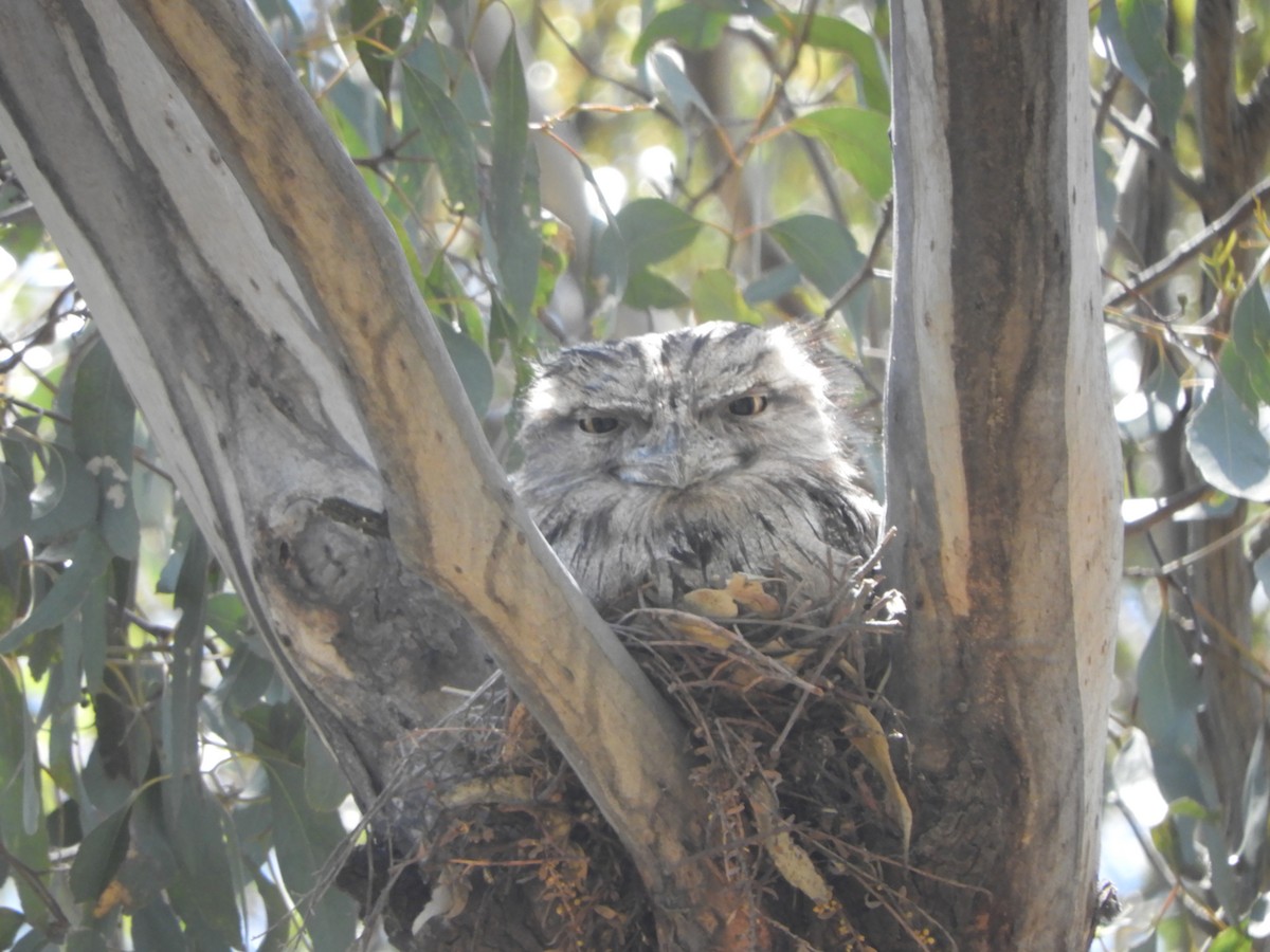 Podargo Australiano - ML646280139