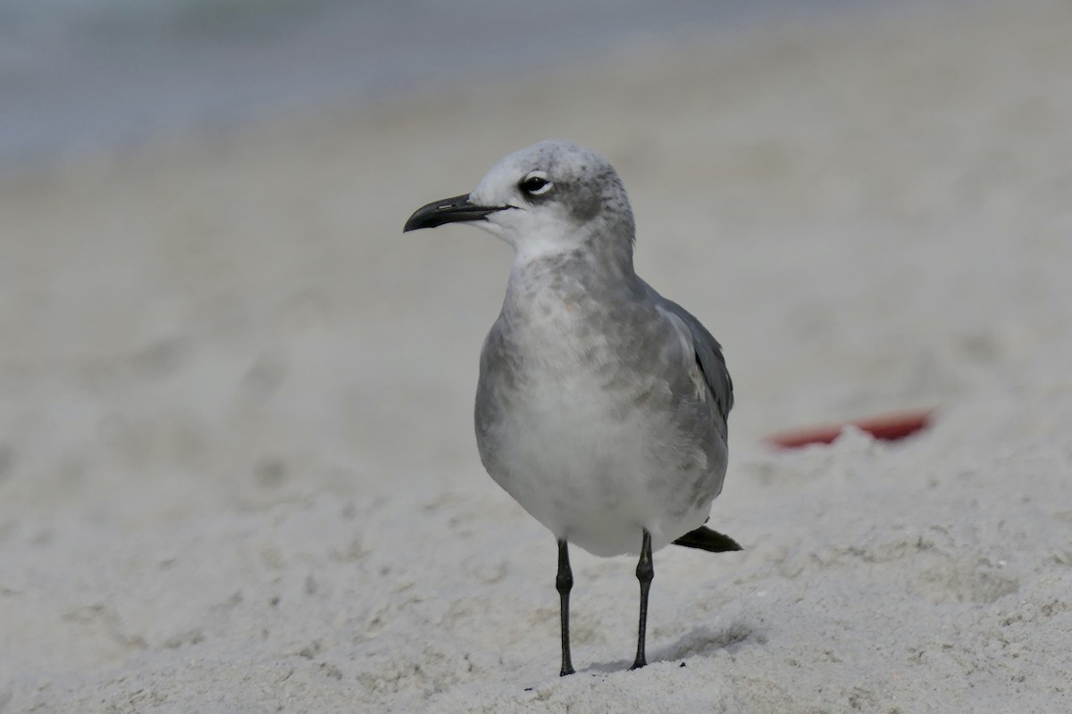 Gabbiano sghignazzante - ML646280141