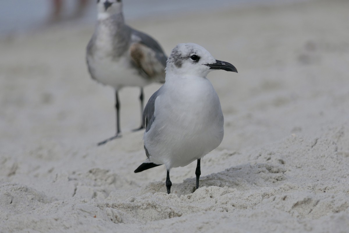 Gabbiano sghignazzante - ML646280142