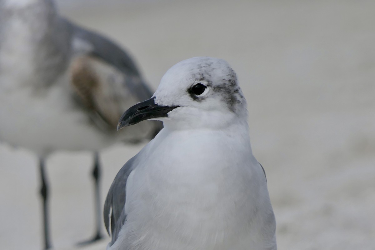 Gabbiano sghignazzante - ML646280143