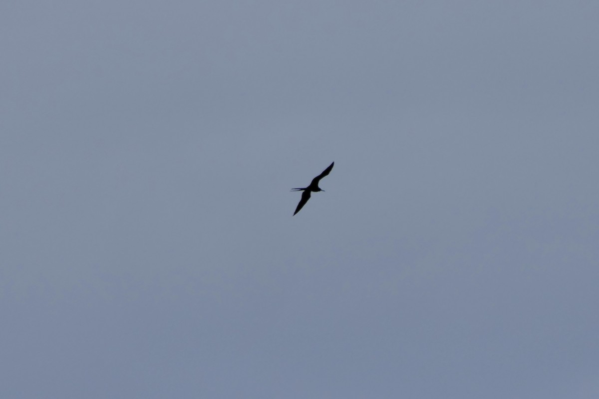 Magnificent Frigatebird - ML646280154