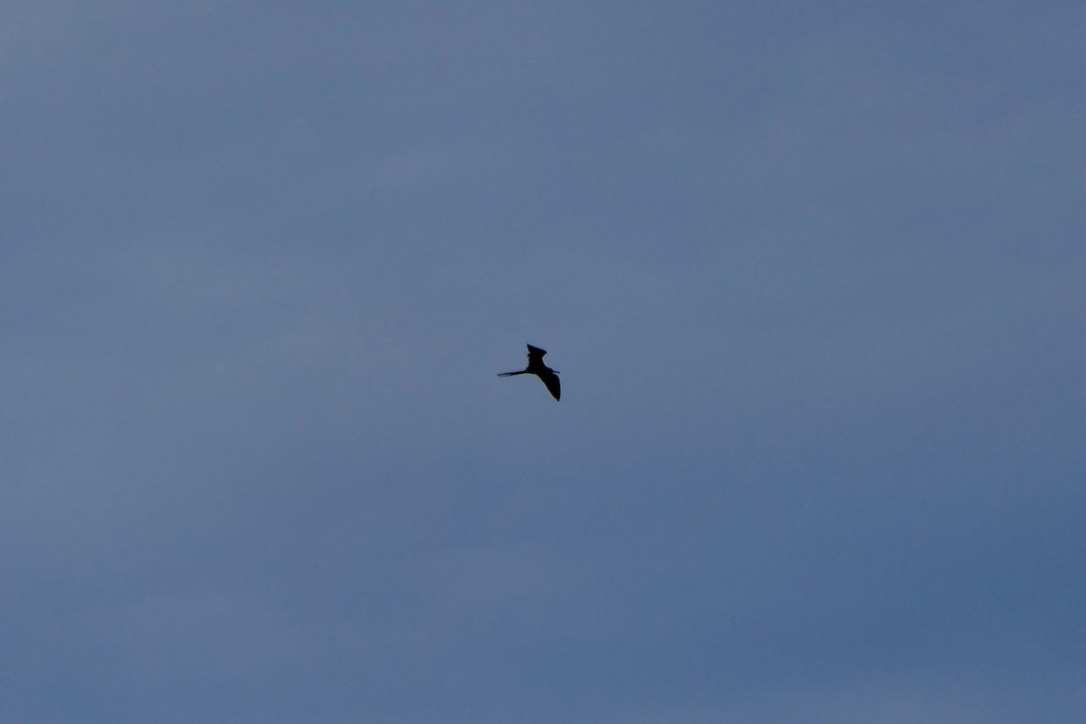Magnificent Frigatebird - ML646280155