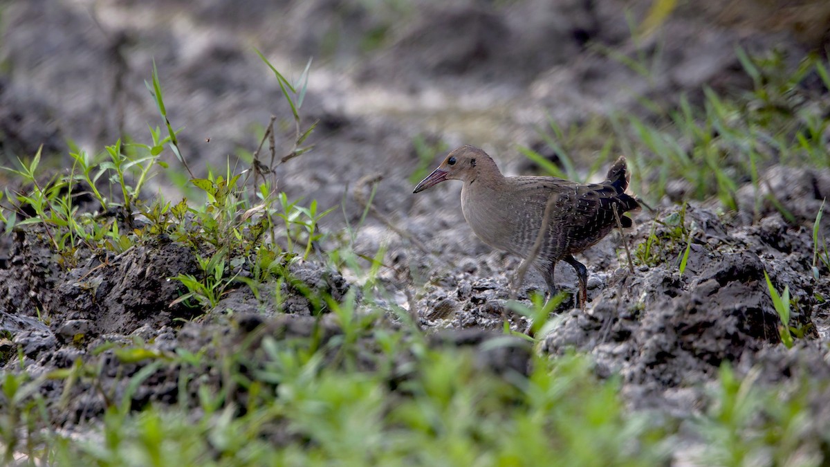 Slaty-breasted Rail - ML646280160