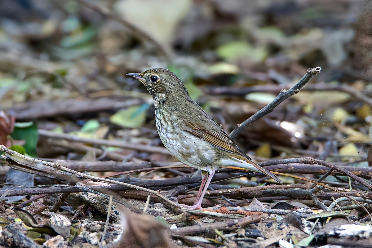Rufous-tailed Robin - ML646280163