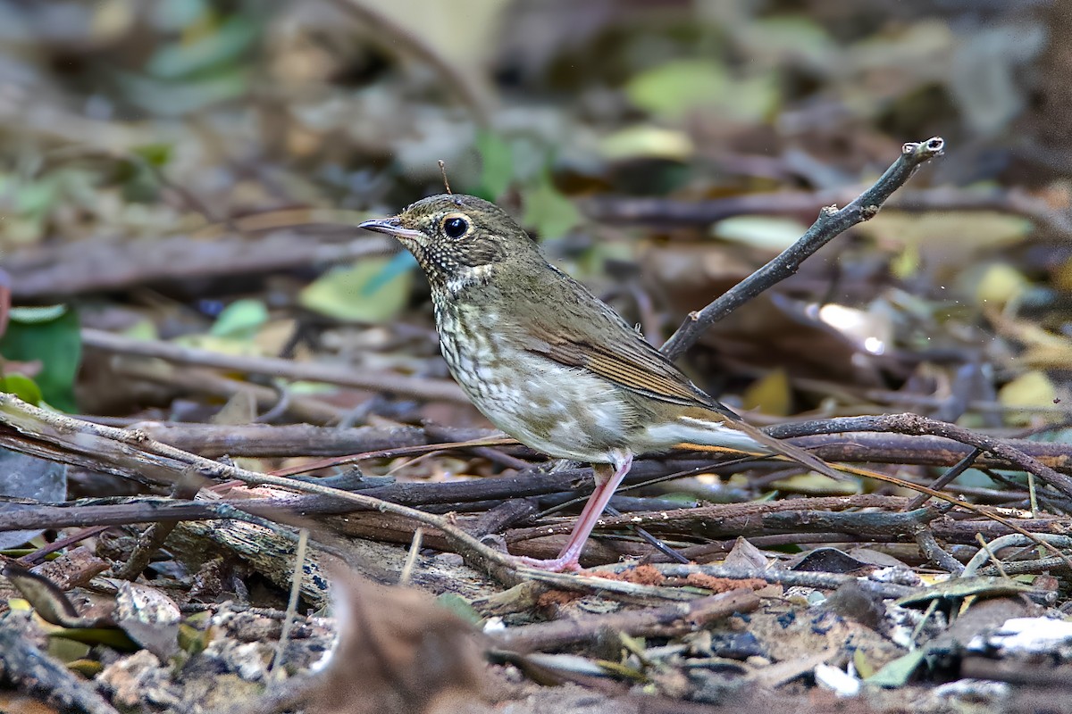 Rufous-tailed Robin - ML646280164
