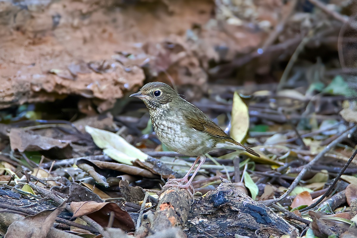Rufous-tailed Robin - ML646280165