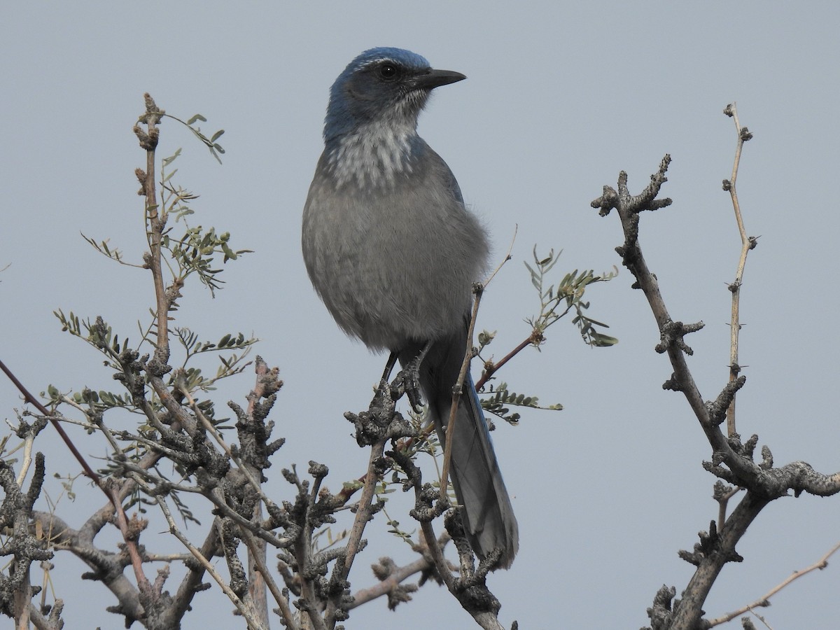 Woodhouse's Scrub-Jay - ML646280166