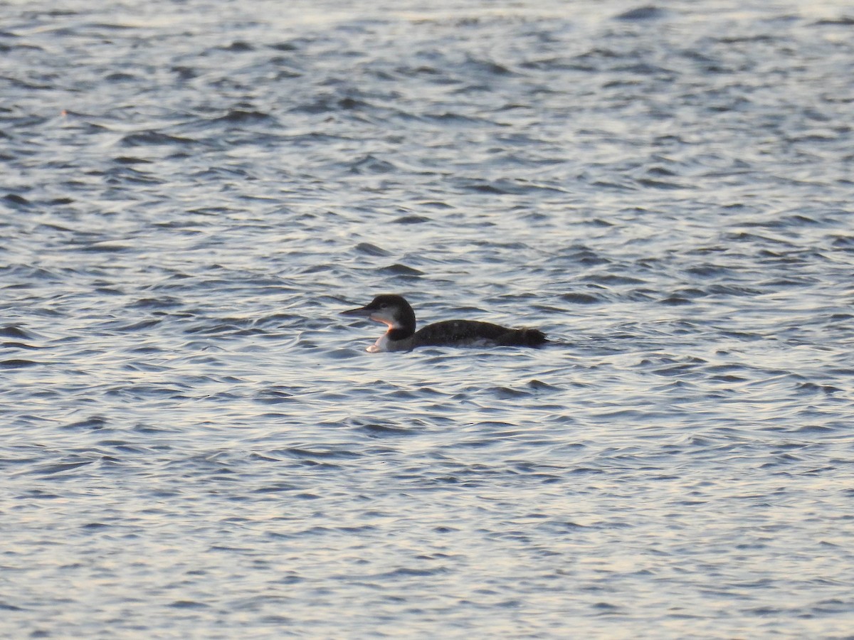 Common Loon - ML646280167