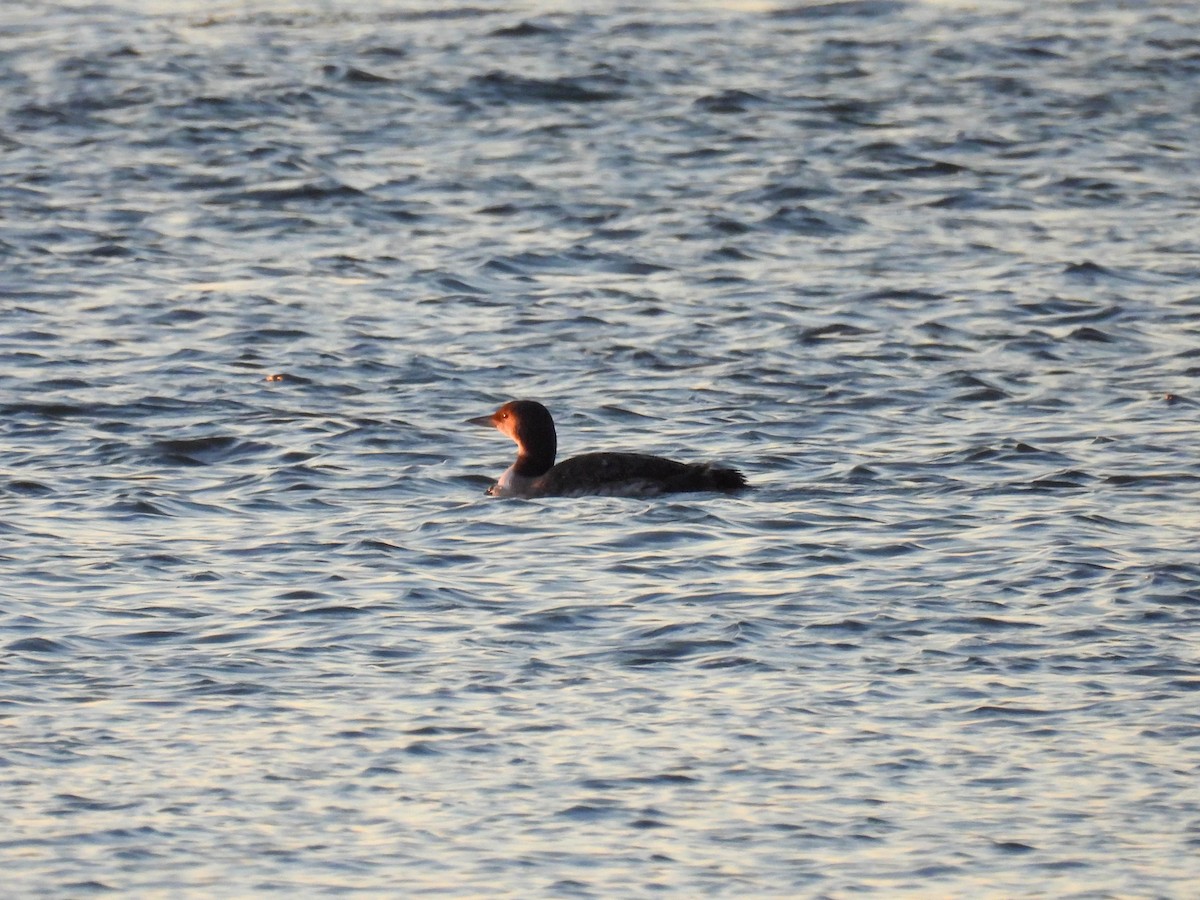 Common Loon - ML646280168