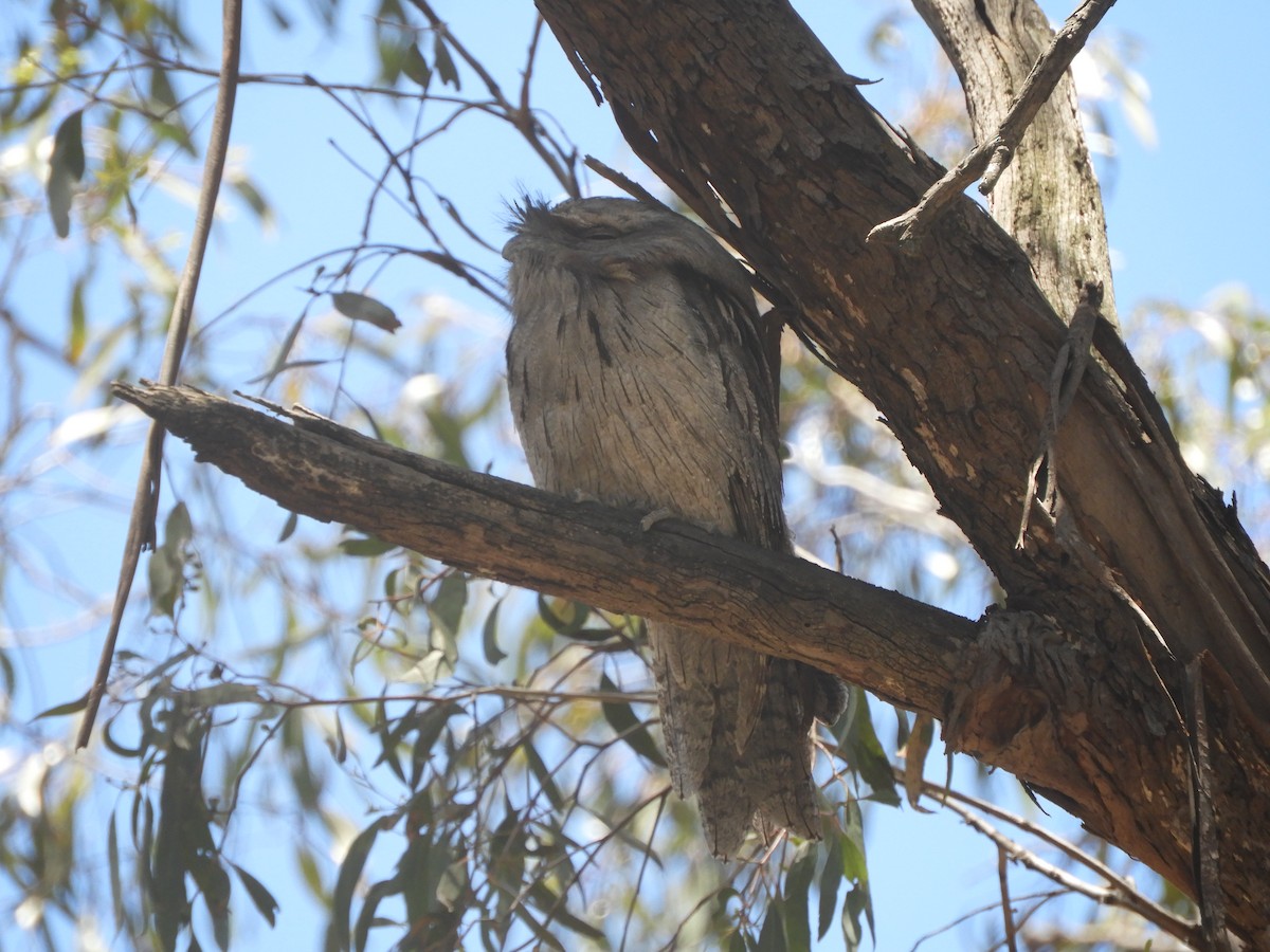 Podargo Australiano - ML646280169