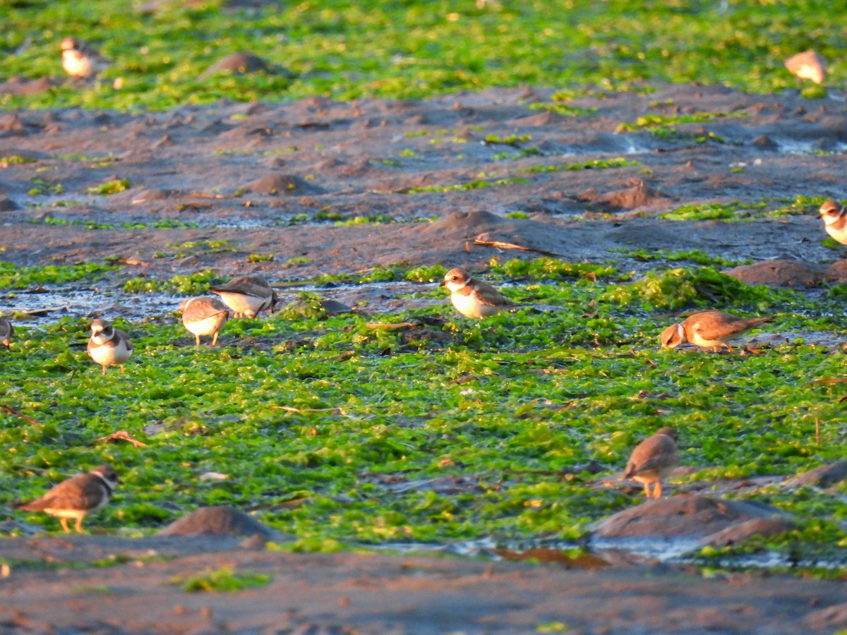 ミズカキチドリ - ML646280185