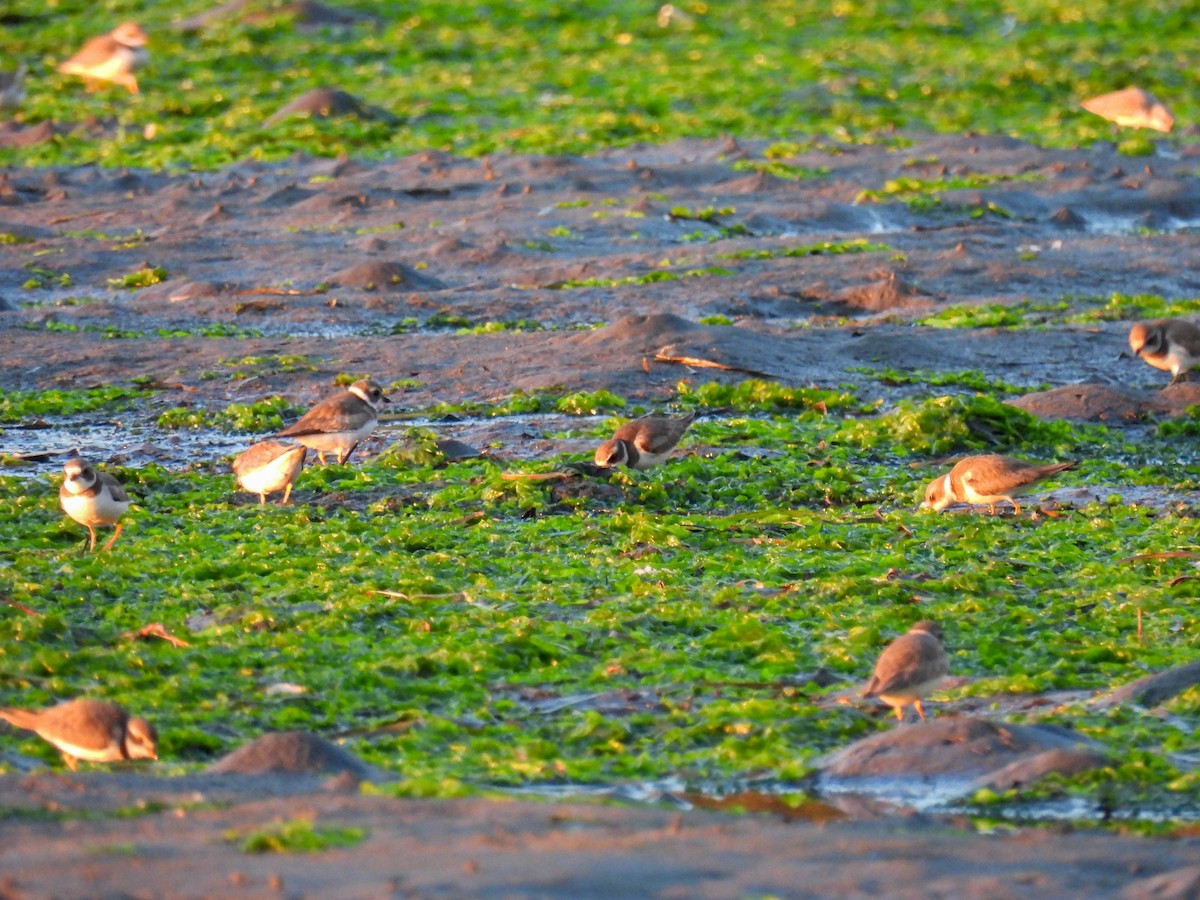 ミズカキチドリ - ML646280186