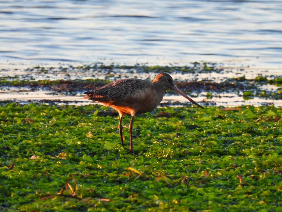 Marbled Godwit - ML646280187