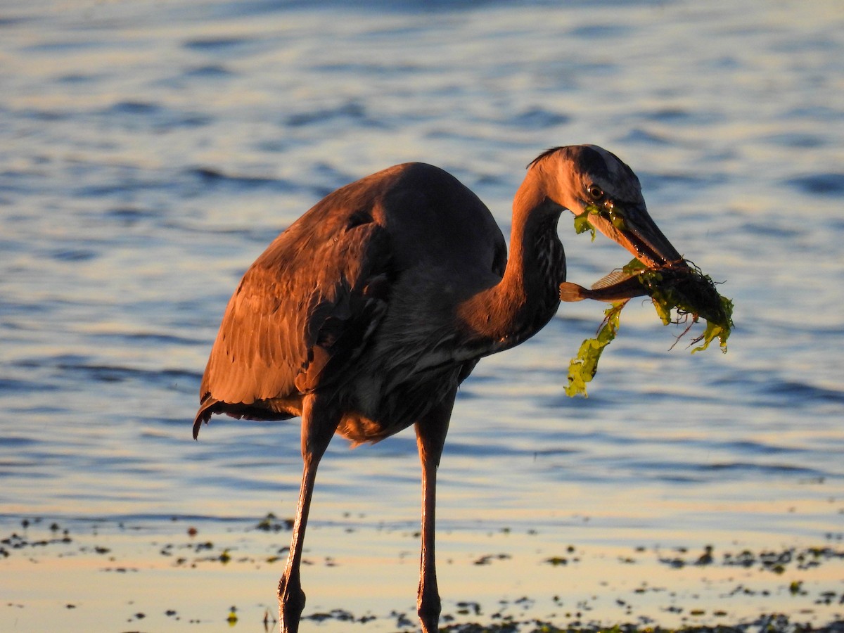 Great Blue Heron - ML646280192