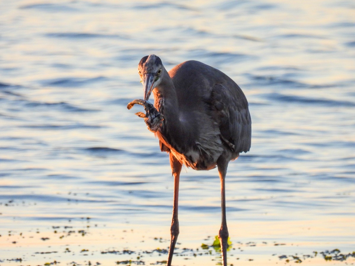 Great Blue Heron - ML646280193