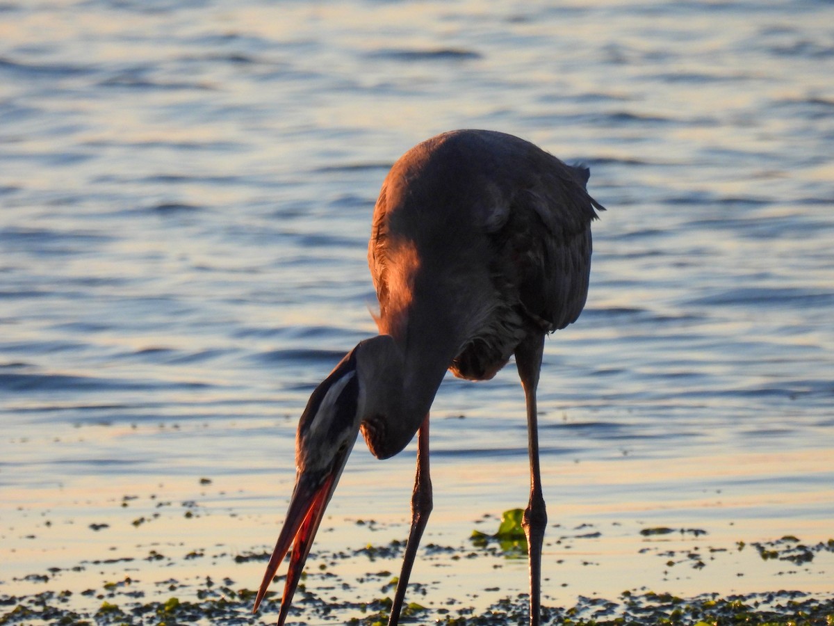 Great Blue Heron - ML646280199