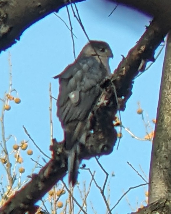 Cooper's Hawk - ML646280200