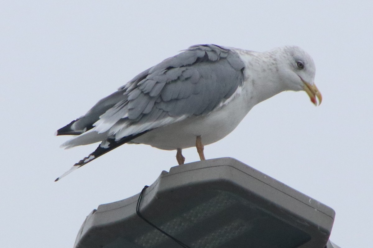 Lesser Black-backed Gull (taimyrensis) - ML646280201