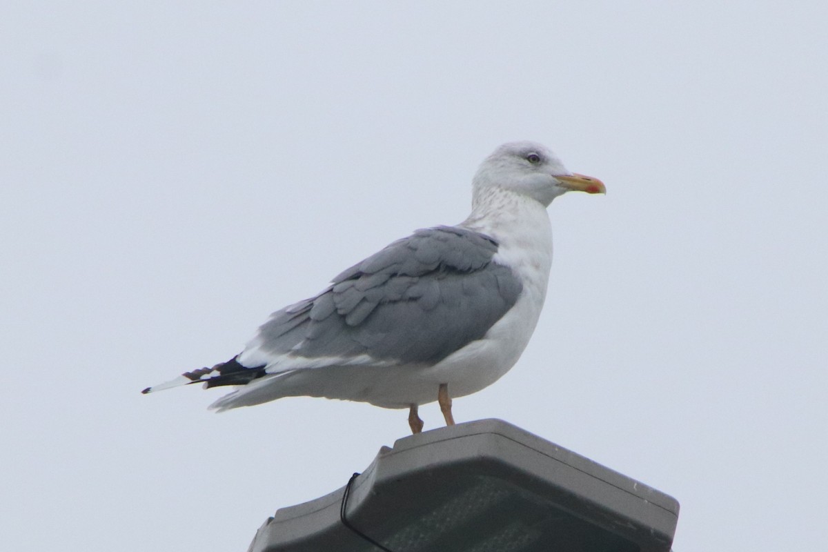 Lesser Black-backed Gull (taimyrensis) - ML646280202