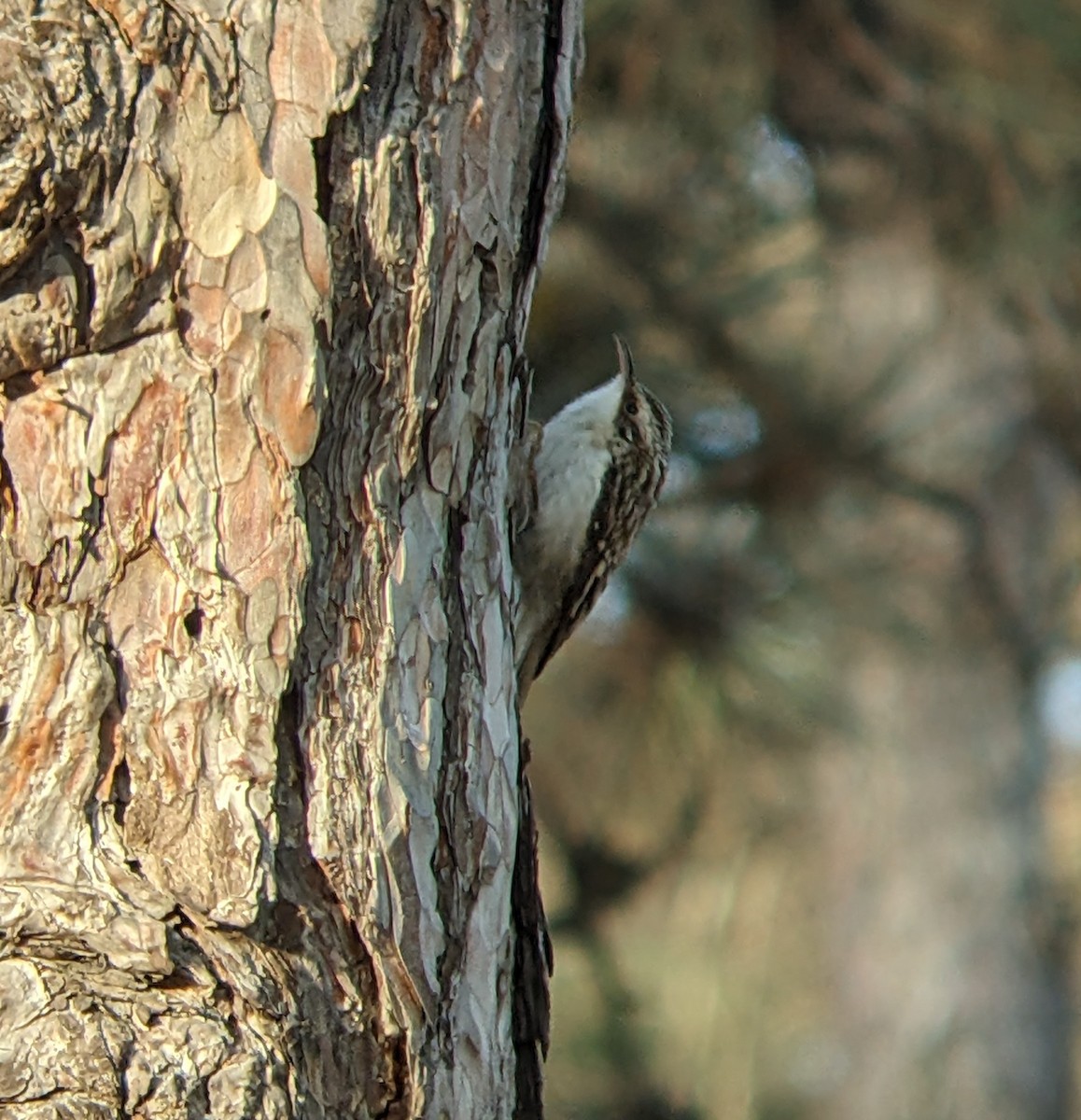 Brown Creeper - ML646280207