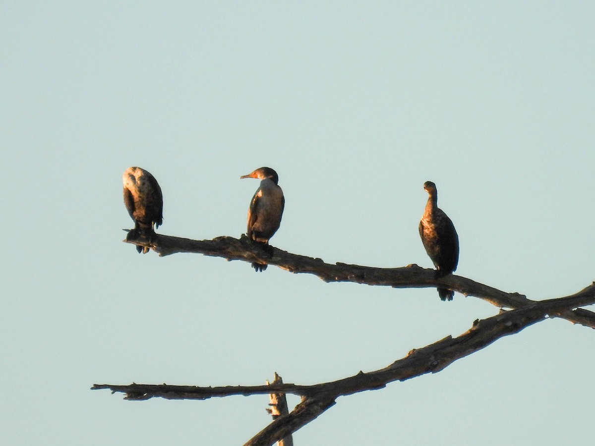 Double-crested Cormorant - ML646280210
