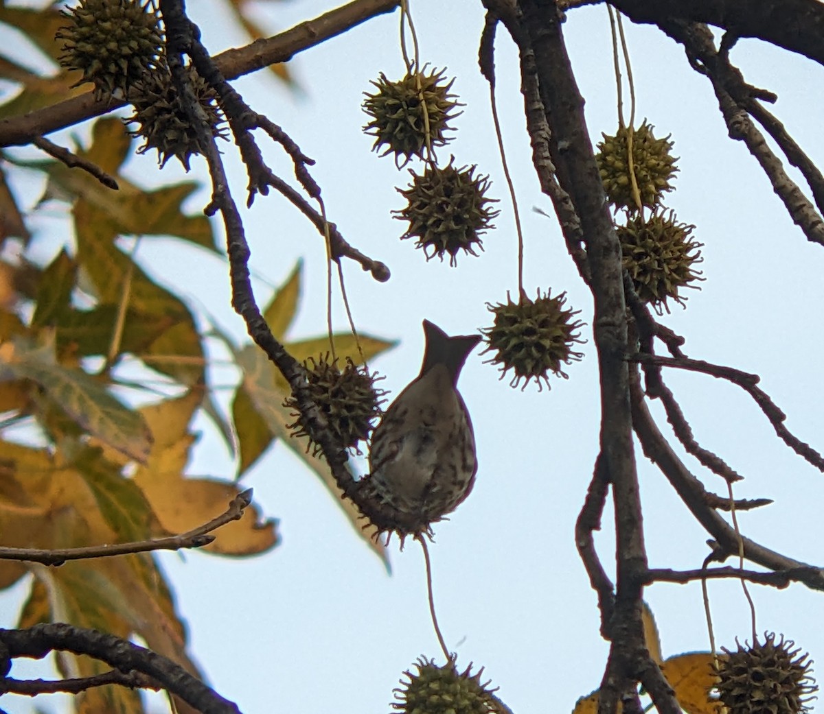 Purple Finch - ML646280211