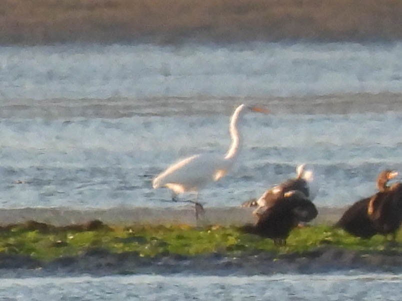 Great Egret - ML646280212